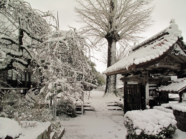 思いがけない大雪です