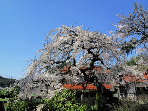 花の命は短かし