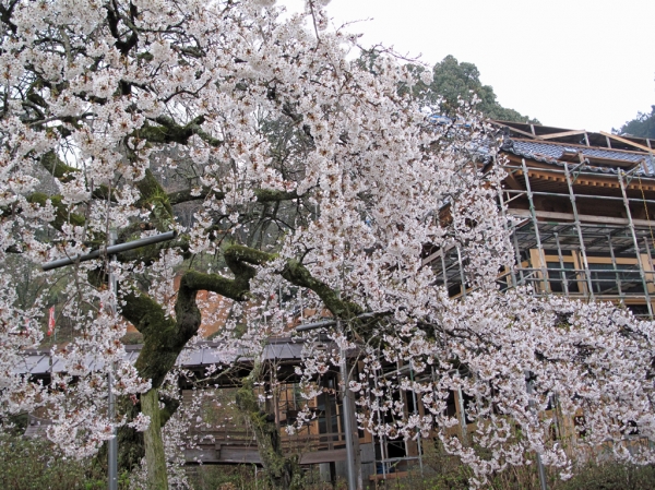 H25山寺のしだれ桜.jpg