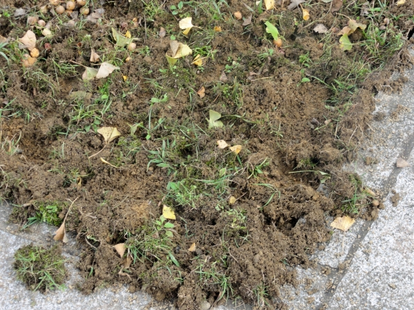 イノシシが掘り返した芝生.jpg