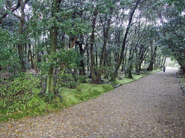 秋篠寺境内の森.jpg